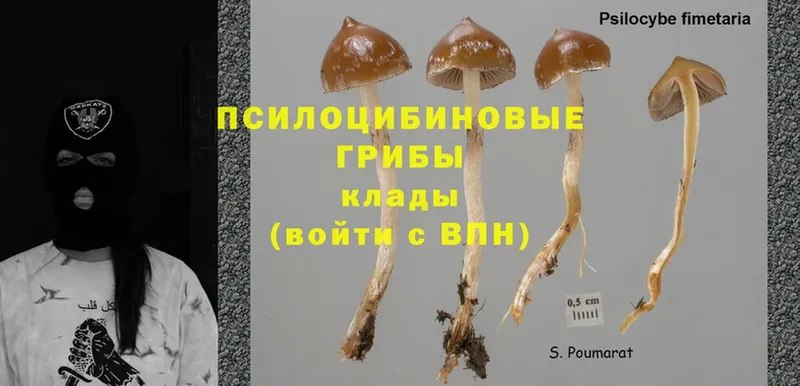 Галлюциногенные грибы Magic Shrooms  Голицыно 